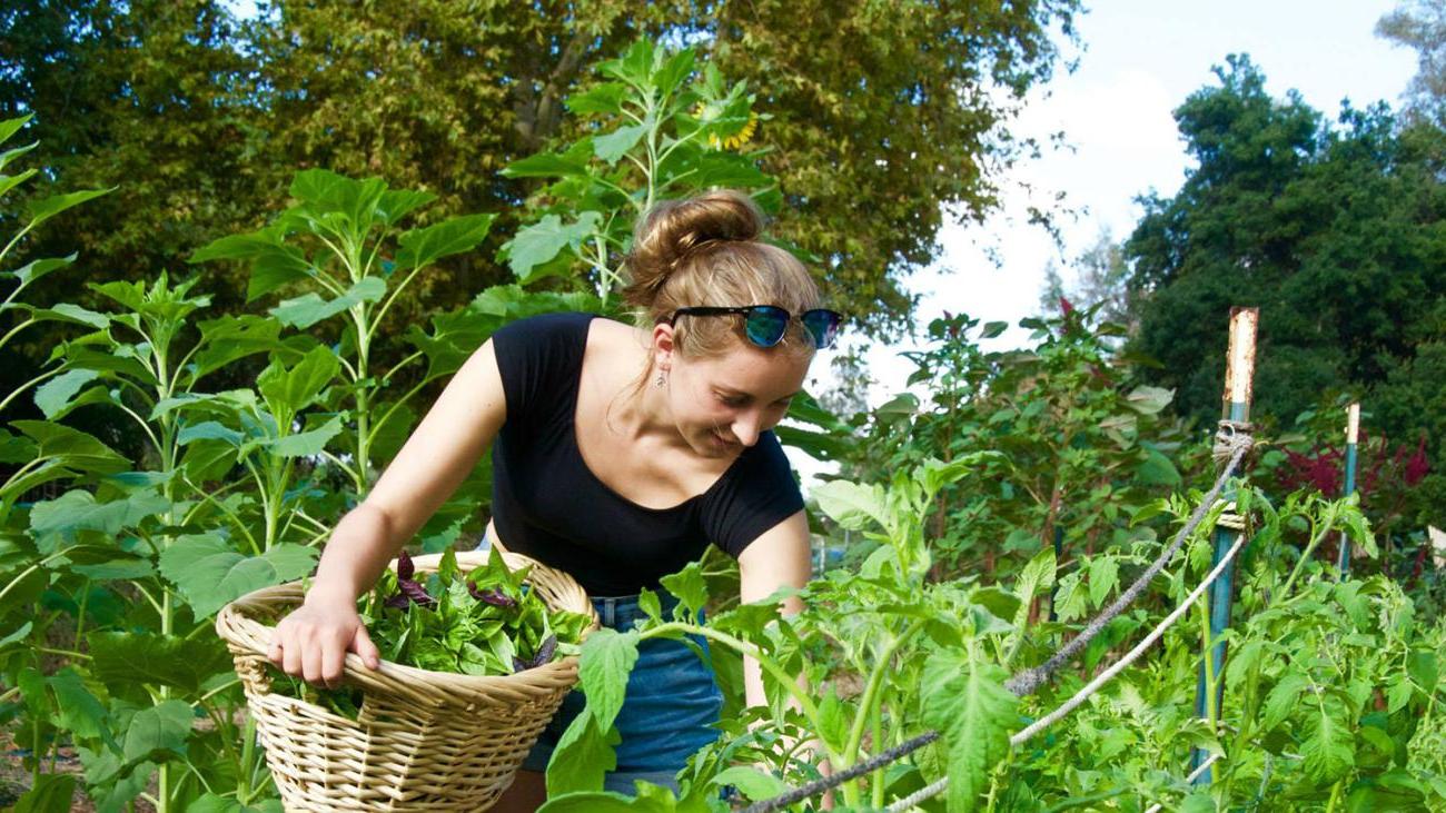 A student harvests basil for a cooking workshop